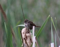 Melospiza melodia