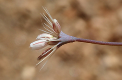 Acanthoscyphus parishii parishii