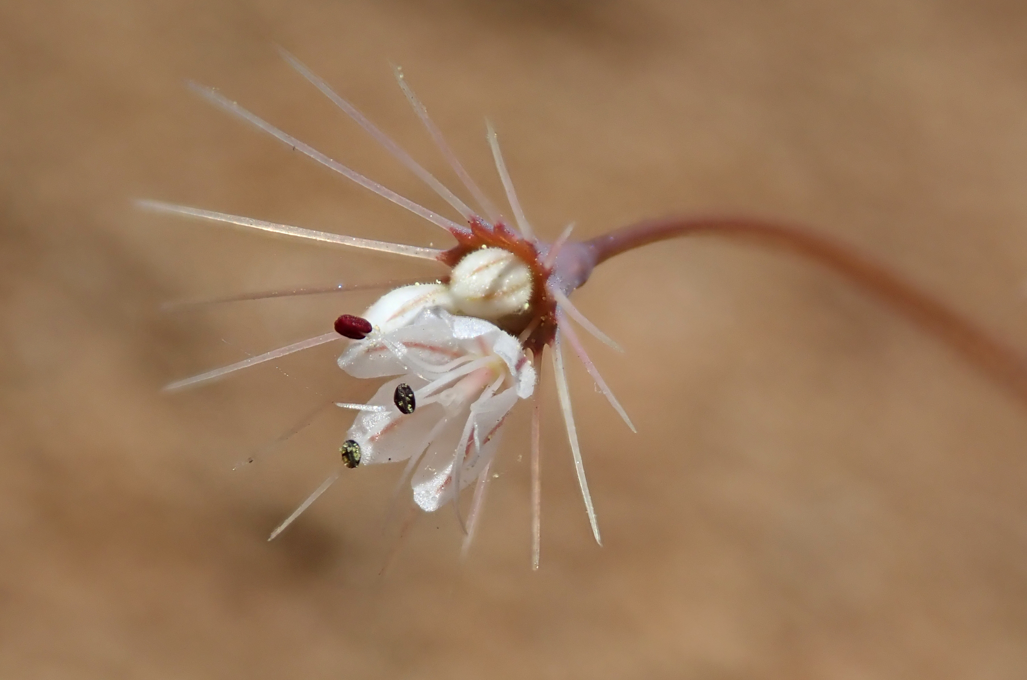 Acanthoscyphus parishii