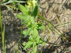 Acmispon americanus americanus