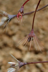 Acanthoscyphus parishii parishii