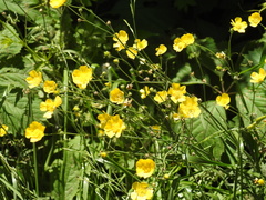 Ranunculus acris