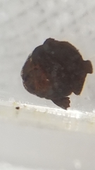 Ephippidae