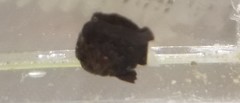 Ephippidae