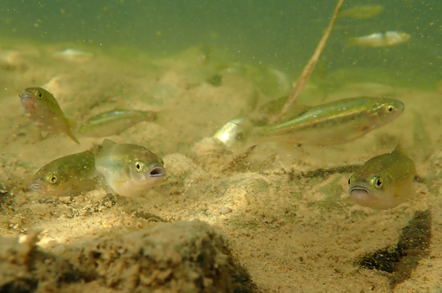 Arroyo chub (Gila orcuttii) — Cyprinidae — 4