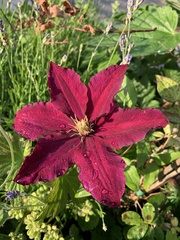 Aquilegia atrata
