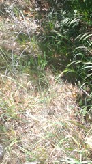 Bromus laevipes
