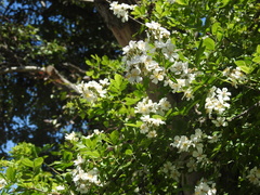 Rosa multiflora