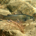 Black Bullhead - Photo (c) Christian Schwarz, some rights reserved (CC BY-NC), uploaded by Christian Schwarz