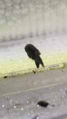 Ephippidae