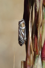 Cochlorhinus bidentatus