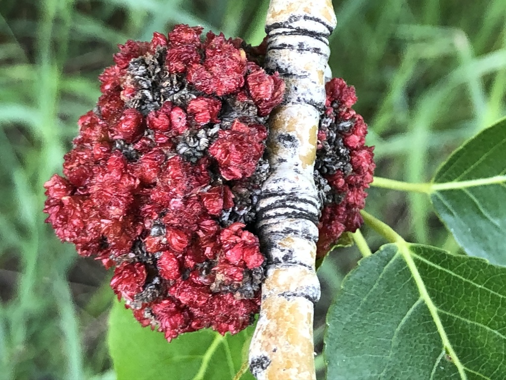 Poplar Budgall Mite