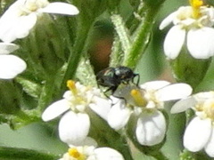 Agrilaxia flavimana