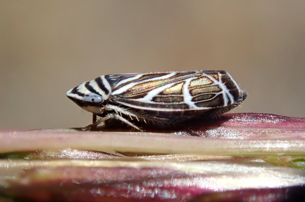 Cochlorhinus bidentatus
