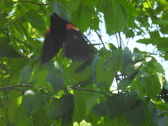 Agelaius phoeniceus