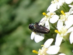 Agrilaxia flavimana