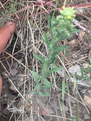 Alyssum desertorum