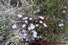 Limonium ilvae
