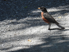 Turdus migratorius