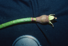 Rhizophora mucronata