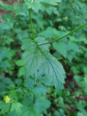 Geum urbanum