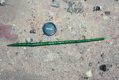 Rhizophora mucronata