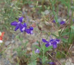 Delphinium consolida