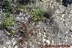 Limonium ilvae