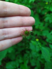 Geum urbanum