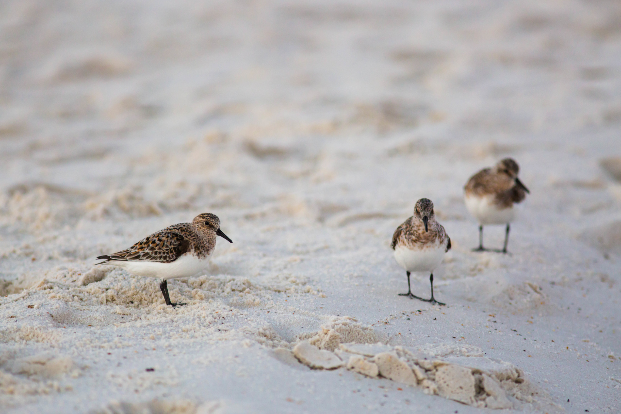 Sanderling