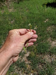 Horkelia clevelandii