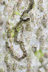 Zimmermannia liebwerdella