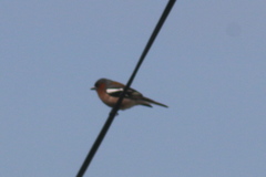 Fringilla coelebs