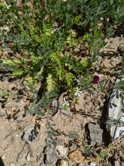 Horkelia clevelandii