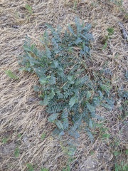 Astragalus douglasii parishii