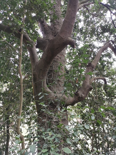 Image of Beilschmiedia miersii by (c) Aira Francisca Faúndez Fallau, some rights reserved (CC BY)