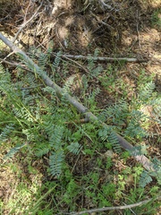 Astragalus douglasii parishii