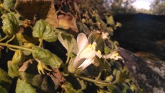 Asarina procumbens