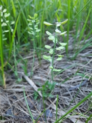 Noccaea caerulescens