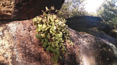 Asarina procumbens
