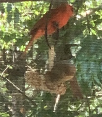 Cardinalis cardinalis cardinalis