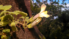 Asarina procumbens