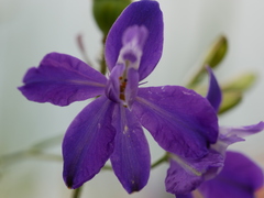 Delphinium consolida