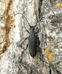 Trachysida mutabilis