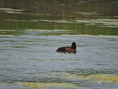 Aythya fuligula