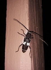 Enaphalodes taeniatus