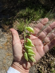 Astragalus douglasii parishii