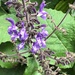 Salvia forskaehlei - Photo (c) johndneal, algunos derechos reservados (CC BY-NC)