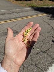 Astragalus douglasii parishii