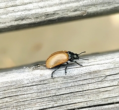 Chrysomela crotchi